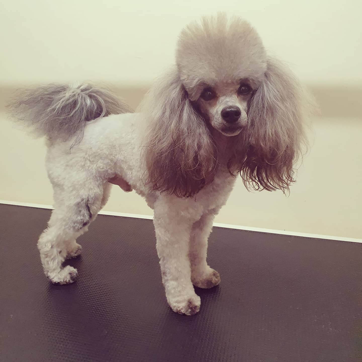 worthing dog groomer - darcy - toy poodle